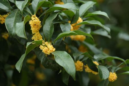 八月桂花香哪集净身 十月桂花香