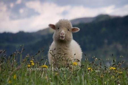 属羊的和什么属相最配 属羊的几月出生最好