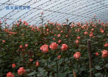 蓝玫瑰的栽培技术 玫瑰的栽培技术
