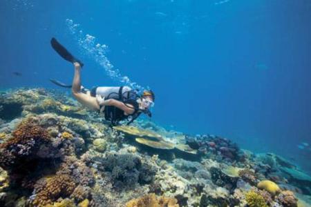 澳大利亚大堡礁潜水 澳大利亚的景点大堡礁最佳潜水地点