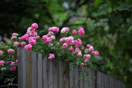 蔷薇花的花语是什么 蔷薇花语是什么意思 蔷薇花的花语是什么