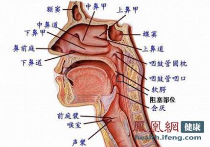 没用的器官 人体最没用的10大器官