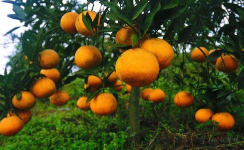 柑橘病虫害防治手册 柑橘的种植要点和病害防治