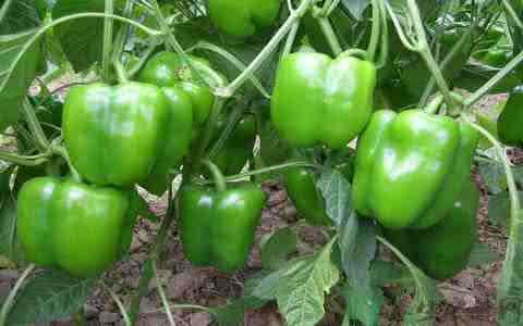 灯笼椒的营养价值 灯笼椒的食用价值