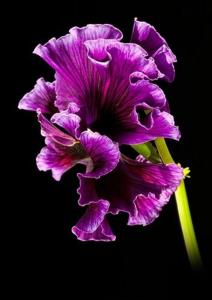 紫色紫罗兰花语 紫罗兰的花语（紫色）