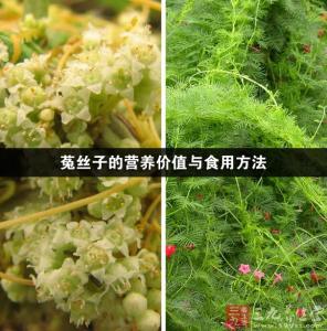 菟丝子药用价值 菟丝子的营养价值