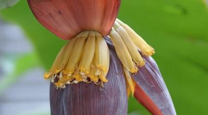 芭蕉花和香蕉花的区别 芭蕉花的功效　