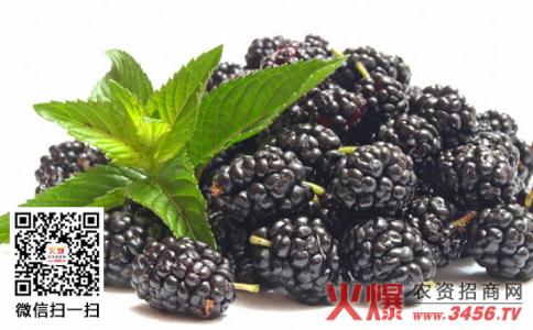 黑莓原液的功效与作用 黑莓的功效