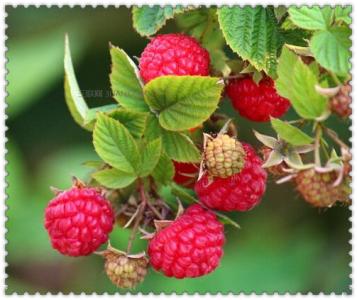 黑莓与树莓 黑莓与树莓的区别