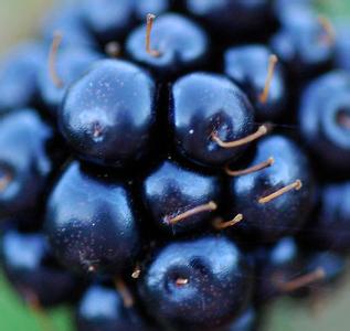 黑莓的营养价值和吃法 黑莓的营养价值