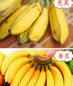香蕉和芭蕉的区别图 香蕉和芭蕉的区别