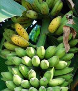 香蕉的功效及食用禁忌 香蕉和芭蕉的食用禁忌