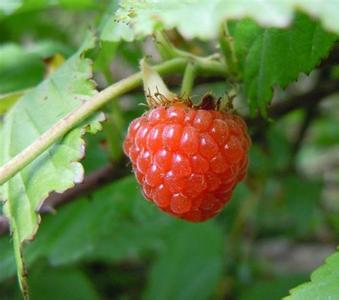 山莓是水果吗 山莓是什么