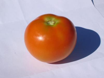 小柿子和西红柿的区别 西红柿和柿子的区别