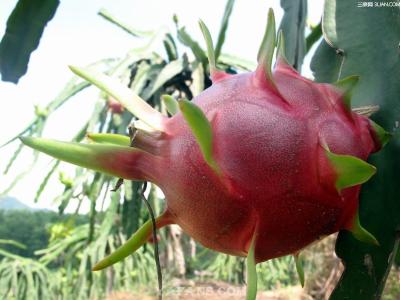 火龙果生长过程 火龙果是怎么生长出来的？