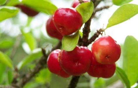 针叶樱桃粉的作用 针叶樱桃的功效和作用