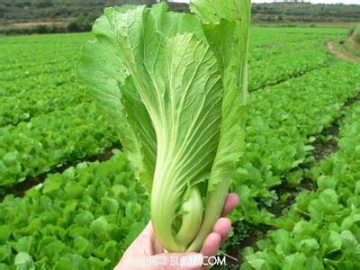 草酸高钙蔬菜是什么 什么蔬菜中含钙量高