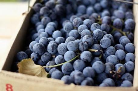 黑加仑和蓝莓哪个好 黑加仑和蓝莓的区别