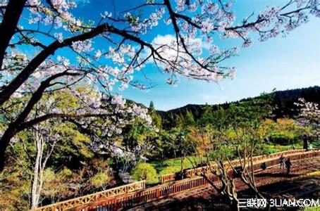 台湾赏樱花 台湾樱花地游赏攻略