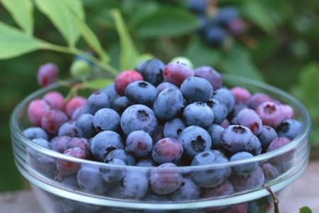 蓝莓有什么功效 蓝莓抗老化还有什么功效