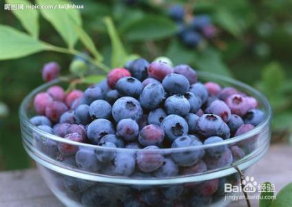 女生吃蓝莓有什么好处 吃蓝莓有哪些好处