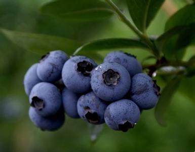蓝莓要怎么清洗 蓝莓要怎么吃