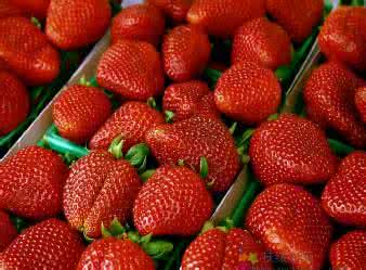 草莓的营养价值及功效 草莓的营养价值与食疗功效