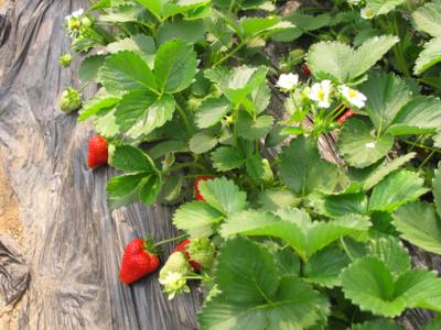 春季草莓采摘 春季踏青采摘草莓最适宜