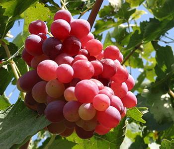 葡萄和提子的营养区别 葡萄和提子的区别