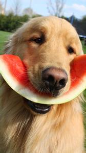 狗狗能吃西瓜吗 狗狗到底能不能吃西瓜