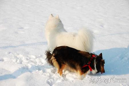 冬季常见疾病及预防 警惕宠物冬季常见的五种病