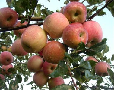 煮熟的苹果有什么功效 苹果有哪些功效？