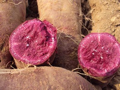 紫薯有什么营养 紫薯有哪些营养价值