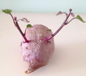 刚发芽的紫薯还能吃吗 发芽的紫薯还能吃吗