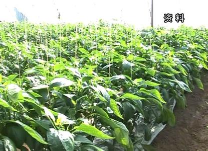 节水灌溉 脱水甜椒实施节水灌溉技巧