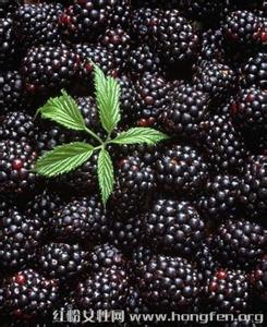 常见的补肾食物 几种常见的黑色水果补肾效果翻倍