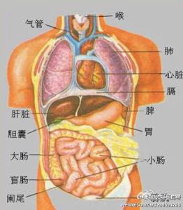 人体器官分布图男 人体10器官最怕它们