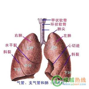 肺部保健 你的肺部要如何保健