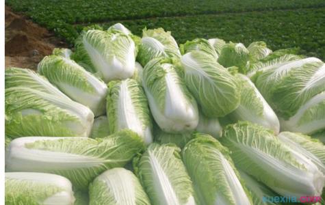 伟星水管绿色白色区别 白色白菜和绿色白菜有什么区别