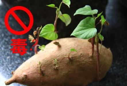 红薯发芽能吃吗有毒吗 红薯发芽了还能吃吗