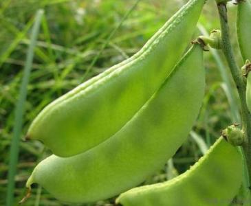 白扁豆怎么吃才祛湿 春分湿气重，吃扁豆可祛湿