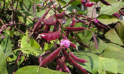 扁豆营养价值 紫扁豆的营养价值