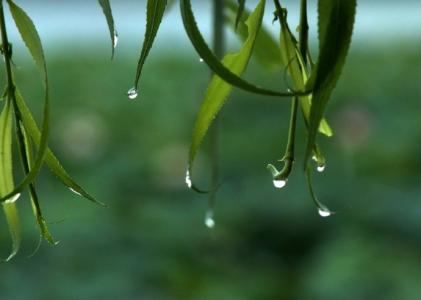 夏季雨季施工方案 夏季雨季养生如何做