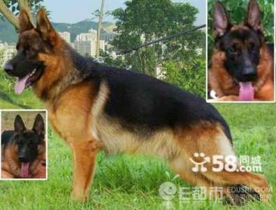 二月龄婴儿疫苗选择 怎样给德国牧羊犬选择疫苗