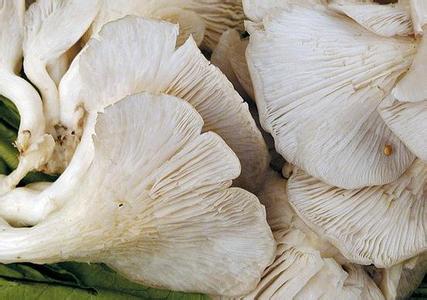 秀珍菇的功效 凤尾菇的营养价值