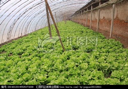 日光温室番茄栽培技术 日光温室生菜栽培要点