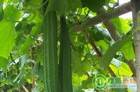 丝瓜水的功效与作用 秋季养生吃丝瓜，细看丝瓜的10个养生功效