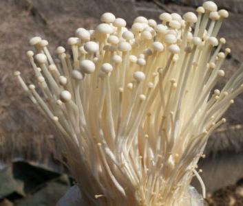 金针菇栽培技术 栽培金针菇要防料温过高