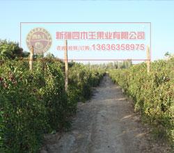 林果种植 北京顺丽鑫林果种植有限责任公司