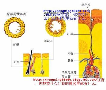 出汗部位看健康 六个部位出汗最危险